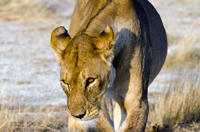 82 - Namibia - leones comiendo - parque nacional de Etosha
